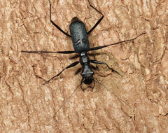 Pogonostoma
