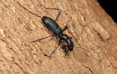 Pogonostoma