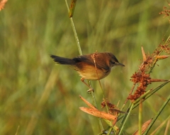 Acrocephalus agricola