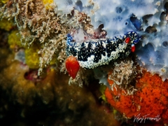 Hypselodoris saintvincentius