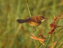 Acrocephalus agricola