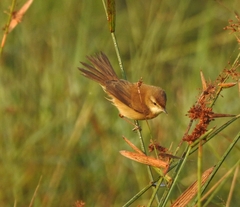 Acrocephalus agricola