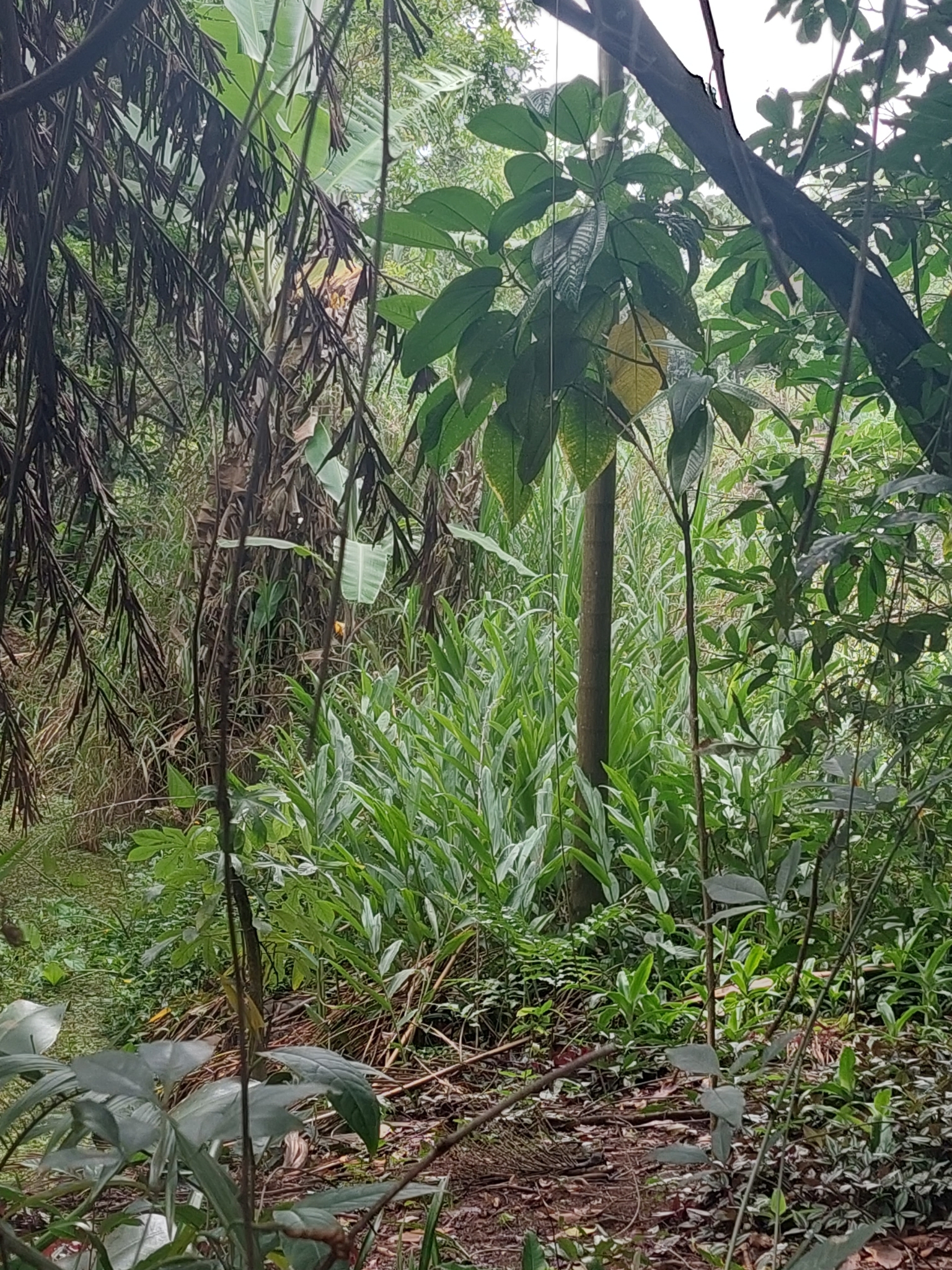 Hedychium coronarium