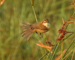 Acrocephalus agricola