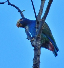 Pionus senilis