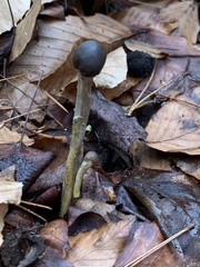 Tolypocladium capitatum