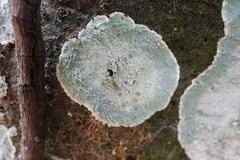 Lecanoromycetes