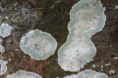 Lecanoromycetes