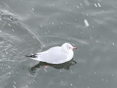 Chroicocephalus ridibundus