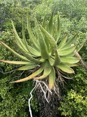 Aloe marlothii