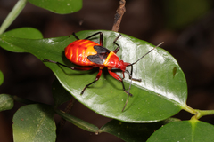 Pyrrhocoridae