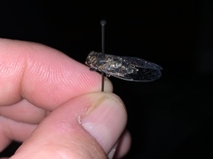 Myopsalta mackinlayi
