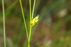 Carex oligosperma