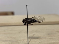 Myopsalta mackinlayi