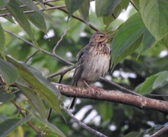 Anthus trivialis
