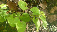 Viola collina
