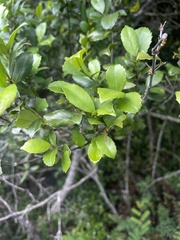 Cassipourea malosana