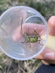 Mecostethus parapleurus