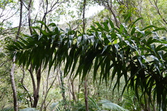 Arecaceae
