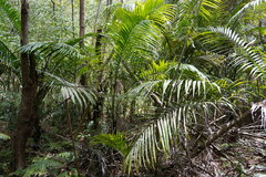 Acanthophoenix