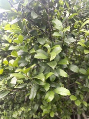 Cassipourea malosana