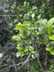 Cassipourea malosana