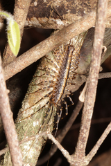 Scutigeromorpha