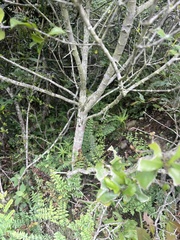 Cassipourea malosana