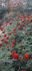 Tagetes erecta