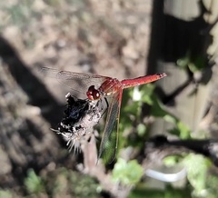 Erythrodiplax corallina