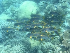 Plectorhinchus lineatus