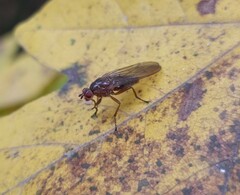 Diptera