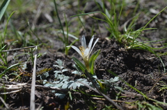 Colchicum kesselringii