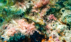 Parablennius intermedius