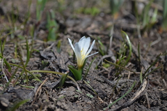 Colchicum kesselringii