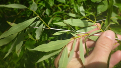 Salix rorida
