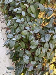 Cotoneaster franchetii