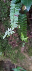Asplenium normale