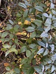 Cotoneaster franchetii