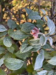 Cotoneaster franchetii