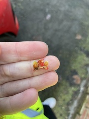 Cotoneaster franchetii