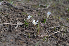 Colchicum kesselringii