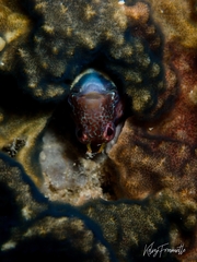 Parablennius intermedius