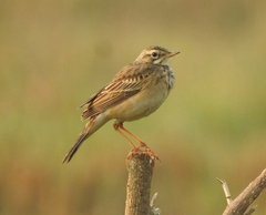 Anthus rufulus