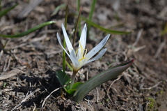 Colchicum kesselringii