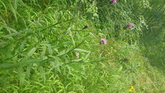 Cirsium serratuloides
