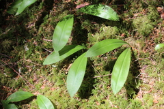 Clintonia