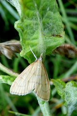 Anania crocealis