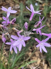Tulbaghia violacea