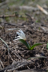 Colchicum kesselringii